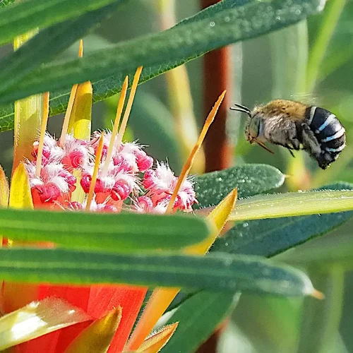 native-bee-on-aussie-flower